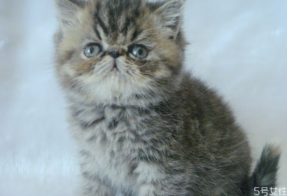 猫癣多久可以治好,猫藓大概多久能好