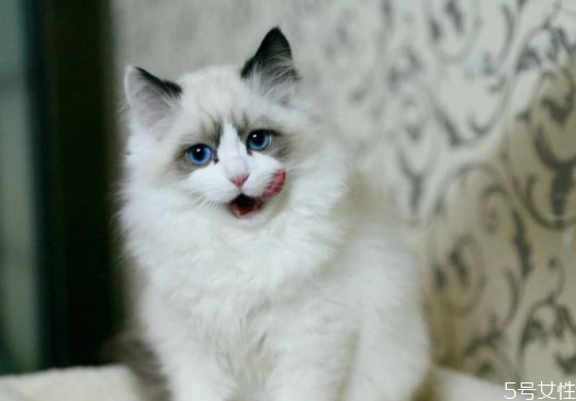 猫咪掉毛多怎么办,如何解决猫掉毛问题