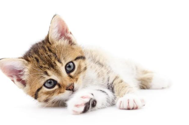 洗衣机里放什么吸猫毛,洗衣机里放什么可以去猫毛