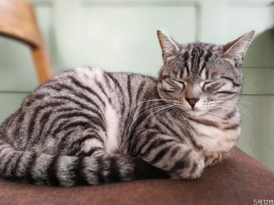 床上全是猫毛有什么危害,猫毛在床上的危害