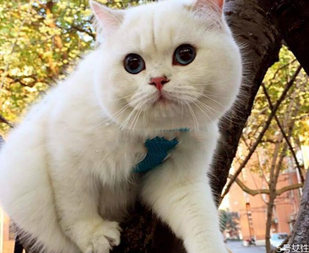 英短蓝猫母猫好还是公猫好,英短蓝猫养公猫好还是母猫好