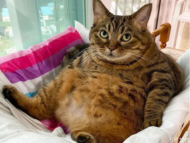 猫咪发情了咋办,猫发情了咋整