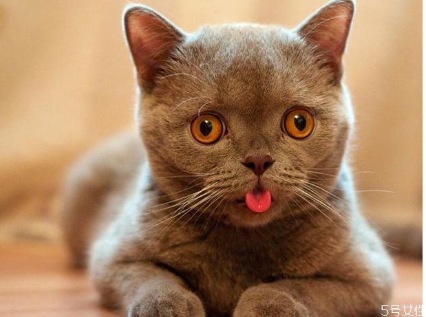 猫咪假怀孕怎么处理,猫咪假孕怎么办