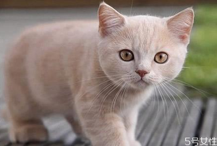 猫假孕和真孕有什么区别,猫咪假孕会怎么样