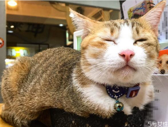 猫流产的原因,猫咪流产的原因 猫流产的原因,猫咪流产的原因