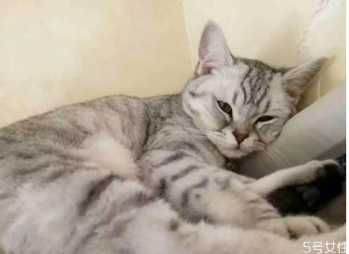 母猫胎死腹中多久可以排出来,母猫肚子里的死胎会不会自己排出