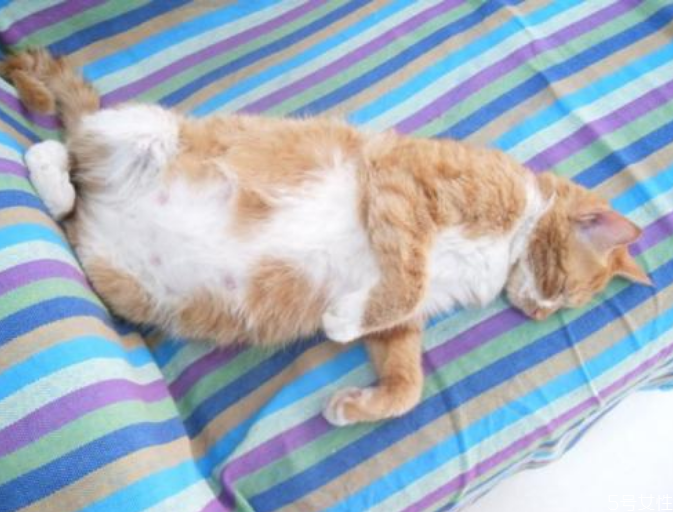 猫咪怀孕一到九周的变化,猫咪怀孕一到九周的变化图片