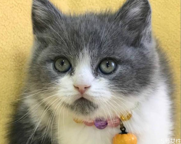 母猫怀孕睡觉的姿势,猫咪怀孕睡觉姿势