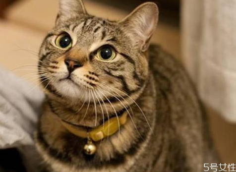 母猫妇科病的症状,母猫怀孕的症状前期