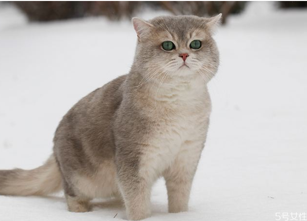 猫咪干吃不胖什么原因,小猫干吃不胖