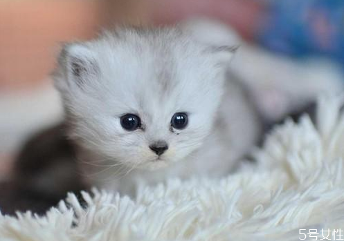 猫吃什么最有营养最会长胖,猫吃什么会长胖最快