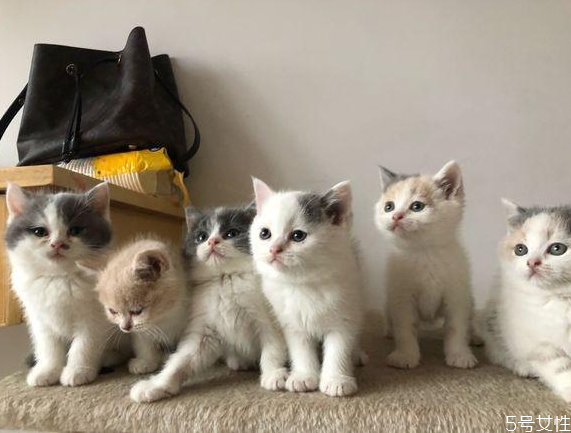 三个月小猫怎么喂养,3个月的猫咪怎么喂养