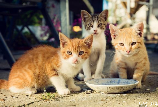 猫咪为什么不停吃东西是生病了么,猫咪为什么不停吃东西