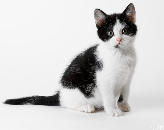 猫晚上一直叫怎么解决,猫每晚都叫怎么办 猫晚上一直叫怎么解决,猫每晚都叫怎么办