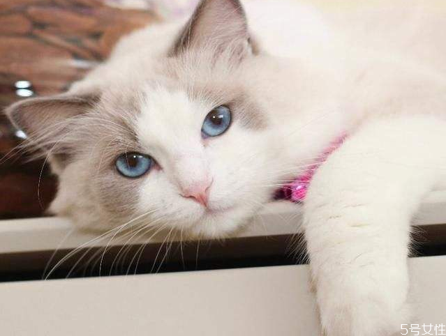 可以给流浪猫吃火腿肠吗,流浪猫咪可以吃火腿肠吗