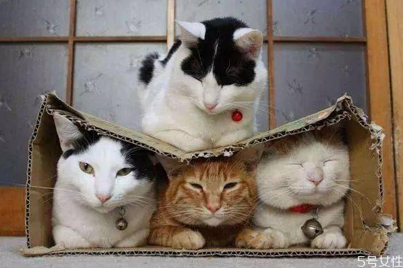 流浪猫晚上几点出来,流浪猫晚上几点出来找吃的