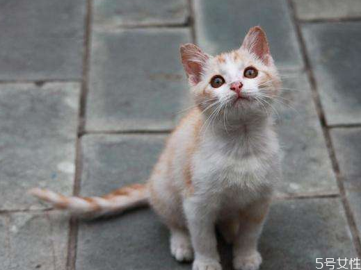 流浪猫带回家要注意什么,流浪小猫带回家注意事项 流浪猫带回家要注意什么,流浪小猫带回家注意事项