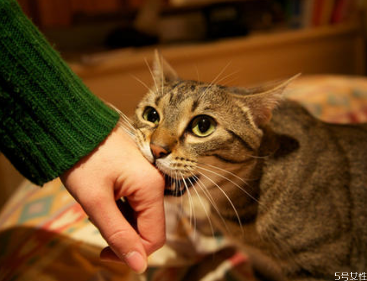 猫猫的肢体语言,读懂猫咪的肢体语言 猫猫的肢体语言,读懂猫咪的肢体语言