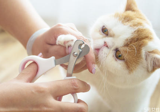 猫咪多大可以剪指甲,用什么剪,猫咪多大可以剪指甲修毛 猫咪多大可以剪指甲,用什么剪,猫咪多大可以剪指甲修毛