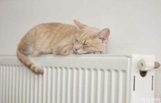 猫咪穿衣服有影响吗,猫咪穿衣服的坏处