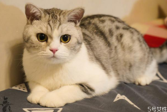 冬天猫咪怕冷的表现,猫咪怕冷有什么表现 冬天猫咪怕冷的表现,猫咪怕冷有什么表现