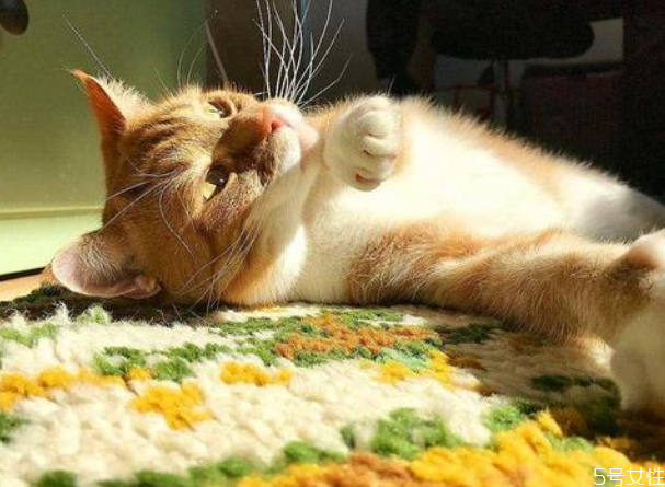 猫咪一般多少度觉得冷猫感冒,5个月猫咪一般多少度觉得冷