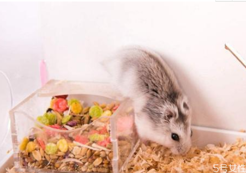 不想养仓鼠了怎么办?,仓鼠不养了怎么处理现实一点