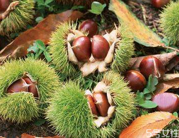 板栗有虫子该怎么去除,板栗里面的虫怎么防治 板栗有虫子该怎么去除,板栗里面的虫怎么防治