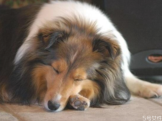 狗狗呕吐该怎么办,狗狗呕吐怎么办最有效 狗狗呕吐该怎么办,狗狗呕吐怎么办最有效