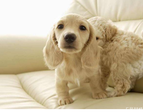 狗狗长期拉稀是什么原因,狗狗拉大便稀是什么原因 狗狗长期拉稀是什么原因,狗狗拉大便稀是什么原因