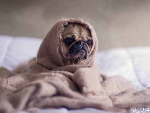 狗跳蚤在人身上能活吗,狗身上有跳蚤会到人身上吗