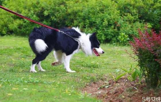 柴犬早上先遛狗还是先喂食,早上是先遛狗还是先喂食