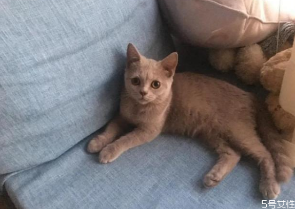 养了两年的猫咪换主人会难过吗,猫咪换主人会难过吗嚎叫