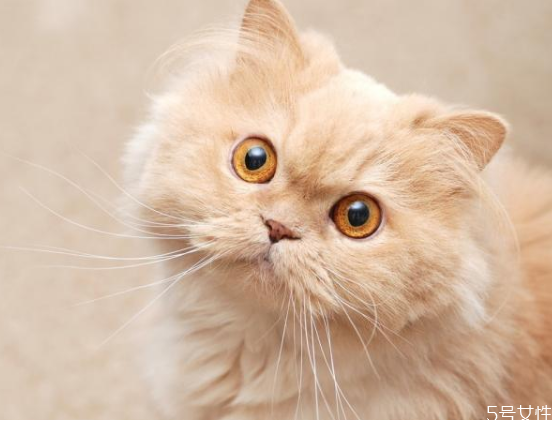 猫的道歉方式 低头,猫的道歉方式为什么有些猫比狗粘人