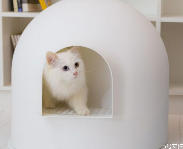 猫乱尿怎么解决方法,猫咪尿不出来尿怎么办