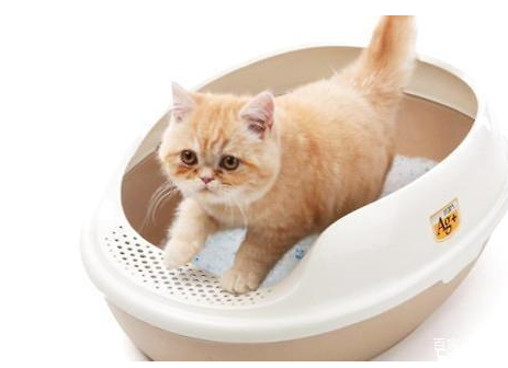 什么牌子猫砂便宜又好用啊,猫砂哪种好用而且价格便宜 什么牌子猫砂便宜又好用啊,猫砂哪种好用而且价格便宜