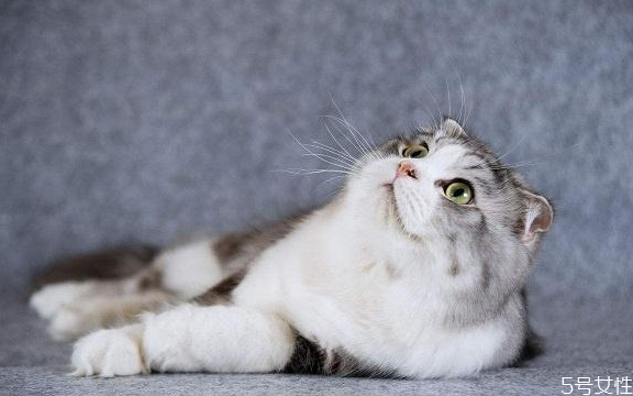 养猫不要养下面5种猫别不相信,养猫不要养下面5种猫,别不相信,养了你会后悔的 养猫不要养下面5种猫别不相信,养猫不要养下面5种猫,别不相信,养了你会后悔的