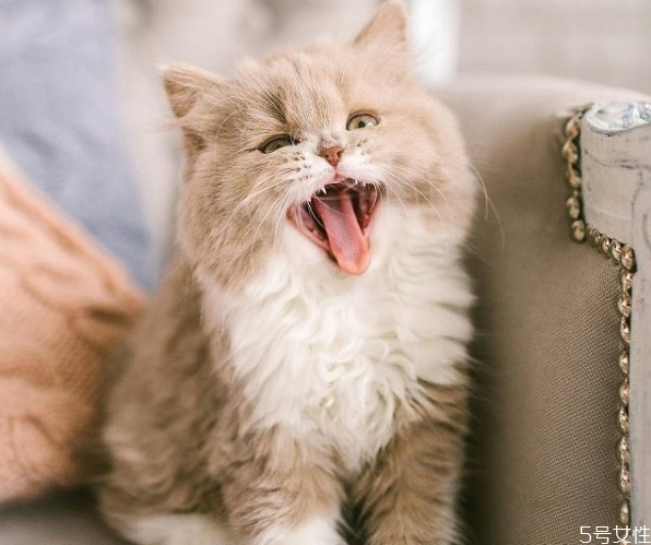 养猫需要准备什么东西,大概多少钱,养猫要什么东西