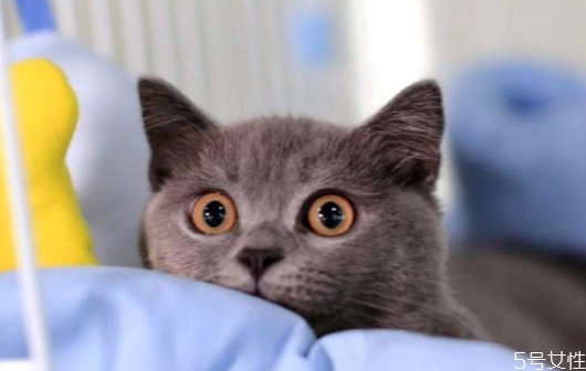 养一公一母两只猫注意事项,可以养一公一母两只猫吗 养一公一母两只猫注意事项,可以养一公一母两只猫吗