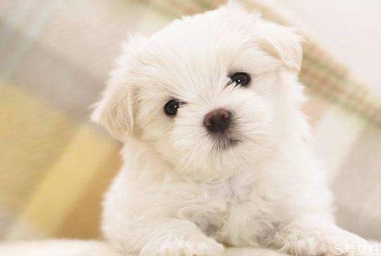 养猫费钱还是养狗费钱?,养猫费钱还是养狗费钱知乎