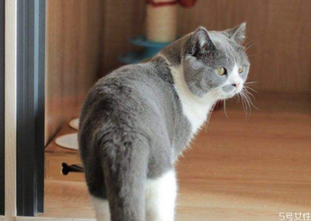 新手养公猫还是母猫好,新手养公猫还是母猫绝育收拾需要多少钱