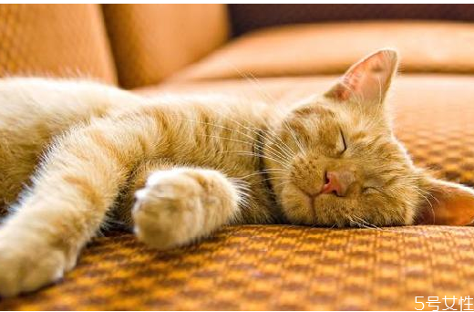 猫咪认定主人的表现都有哪些,猫咪认定主人的表现猫反感你的表现