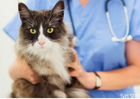 猫发情了咋整,猫咪发情了咋办