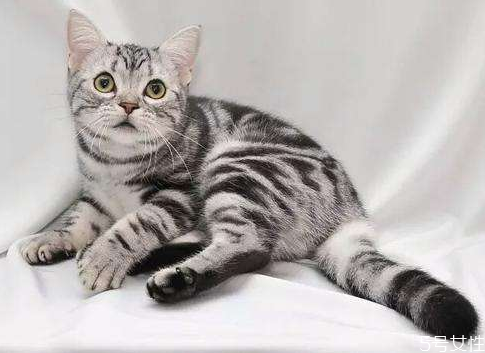 怎么对付猫晚上叫,怎样对付猫晚上叫 怎么对付猫晚上叫,怎样对付猫晚上叫