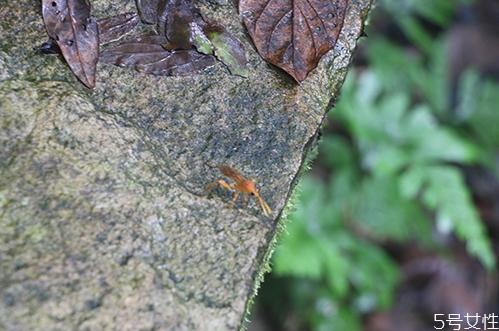 狗身上蜱虫会寄生在人身上吗,蜱虫会寄生在人身上吗还是咬完就跑 狗身上蜱虫会寄生在人身上吗,蜱虫会寄生在人身上吗还是咬完就跑