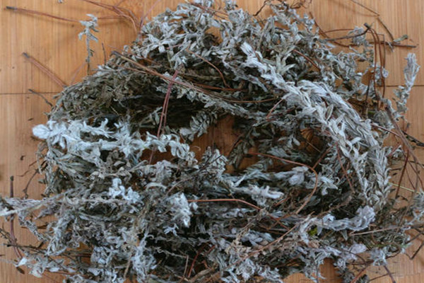 中药鹿茸草的功效和作用,中药材鹿茸的功效 中药鹿茸草的功效和作用,中药材鹿茸的功效