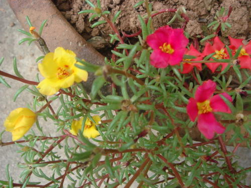 午时花的功效和作用,午时花长什么样