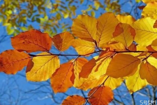 早晚温差大对人体有什么影响,为什么早晚温差大