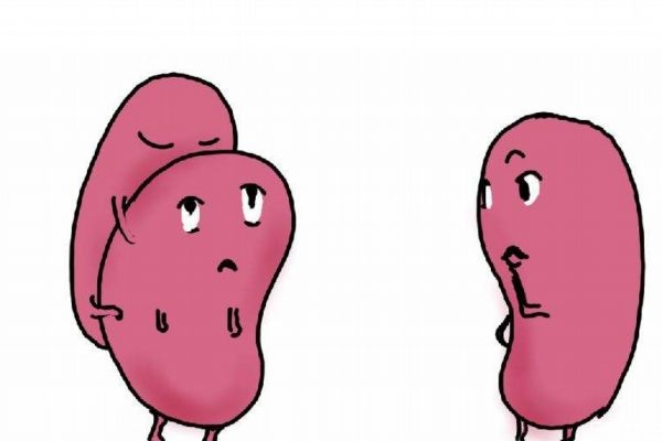 肾积水有哪些危害,肾脏积水有什么危害性