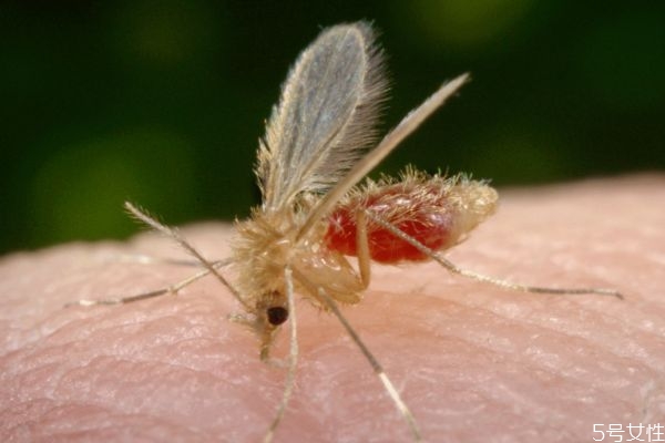 什么是黑热病,黑热病是什么病呢怎么处理